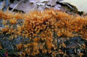 coprinus atramentarius (1000 x 666)8.jpg_product_product_product